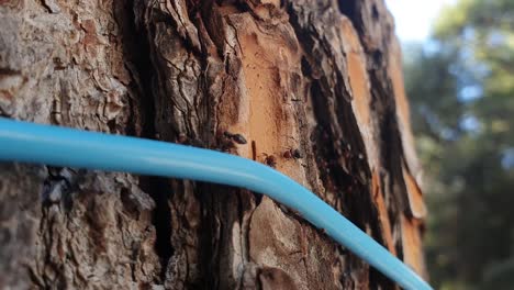 Ants-walking-on-blue-rope-which-is-wired-to-the-tree-in-the-park