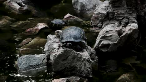 Turtle-on-the-rocks.-Close-up-shot