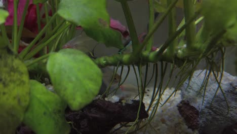 Bunte-Tropische-Fische-Im-Klarwasseraquarium-Mit-Treibholz,-Kies,-Grünen-Und-Roten-Pflanzen
