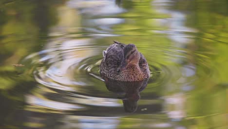 Female-duck-mallard-sitting-in-water