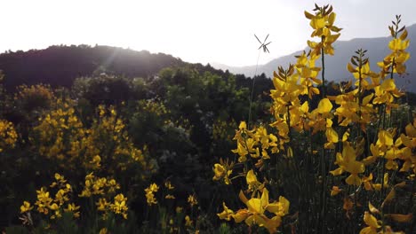 Wilde-Natur,-Gelbe-Blume-Auf-Einem-Hügel-Bei-Sonnenuntergang,-Schwenk-Nach-Links-Zeigt-Die-Sonne