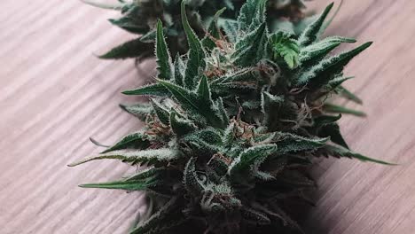 Premium-Marihuana-Pflanzen