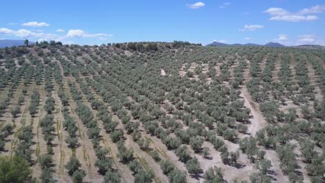 Aerial-descending-shot-of-a-hill-with-a-road-surrounded-by-olive-trees-in-the-south-of-Spain