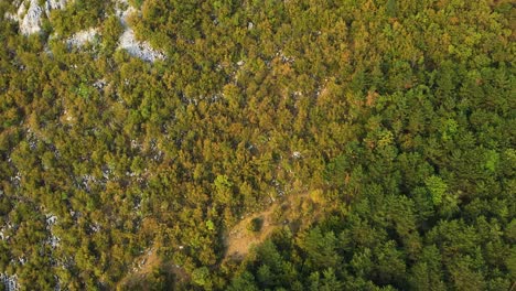 Aerial-forest-top-down-view-of-pine-trees-and-autumn-leaves-on-a-hill