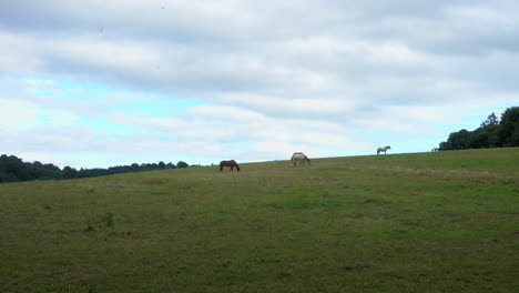 Wide-shot-of-a-field-with-some-horses-grazing-on-top-of-a-hill