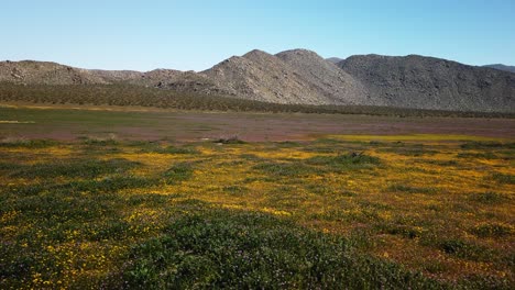 Panning-shot-of-a-super-bloom-in-southern-California-with-yellow-and-purple-flowers-and-rolling-rocky-hills-in-the-background