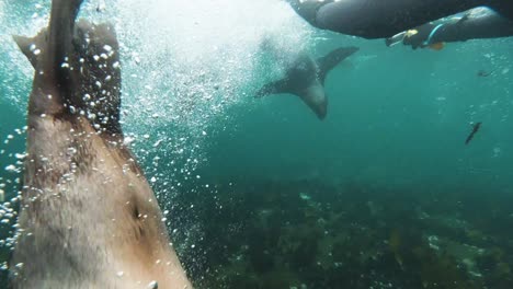 Diver-in-wetsuit-almost-touches-sea-lion,-Duiker-Island,-South-Africa