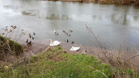 Ross-on-wye,-by-river-in-early-spring-with-ducks-and-swans