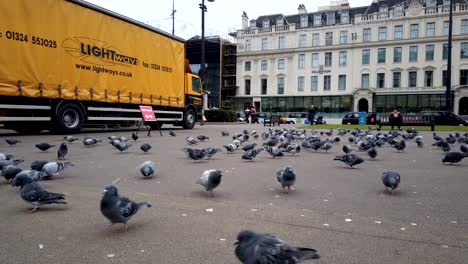 Time-Lapse-of-people-feeding-pigeons