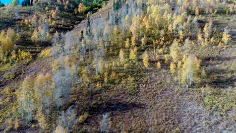 Ein-Drohnenflug-Zeigt-Die-Satten-Goldenen-Farben-Eines-Espenhains-In-Colorado-Im-Herbst