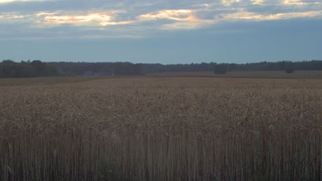 Blick-Auf-Wunderschöne-Reife-Goldene-Weizensprossen-Im-Getreidefeld-Bei-Sonnenuntergang,-Reichhaltiges-Erntekonzept,-Mittlere-Aufnahme-Mit-Malerischen-Wolken