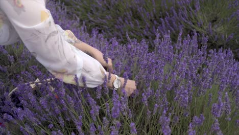 Lavender-Harvest-in-Slow-Motion