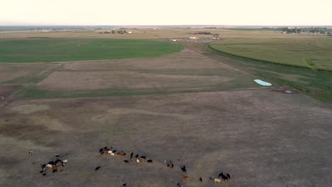 Ein-Maisfeld-Neben-Einer-Ranch-Mit-Rindern