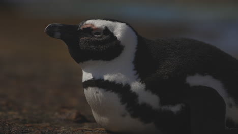 Afrikanischer-Pinguin-Liegt-Auf-Einem-Felsen-Und-Fühlt-Sich-Schläfrig-Und-Schließt-Die-Augen