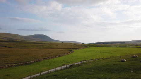 Sheep-Resting-in-a-Field-in-the-Yorkshire-Dales-National-Park-with-Ingleborough-Mountain-in-the-Background