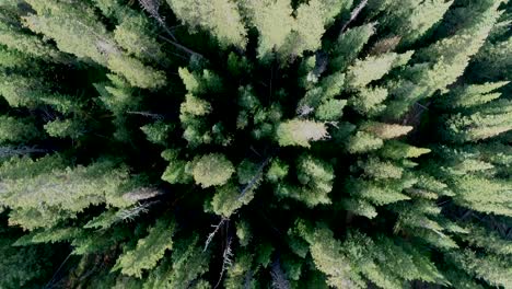 Looking-down-into-a-Colorado-Pine-Forest