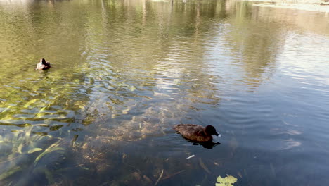 Freundliche-Braune-Ente-Paddelt-Um-Einen-Teich
