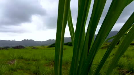 Windige-Landschaft,-Zuckerrohrpflanze-Davor