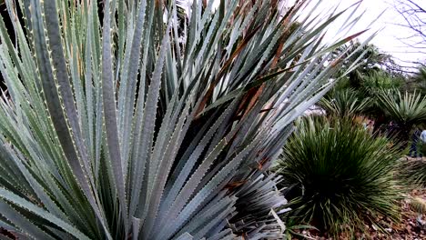 Die-Stacheligen-Spitzen-Des-Kaktus,-Die-Die-Gartenbereiche-Der-Alamo-gärten-Schmücken-4k30fps-Seg-2-Von-2-Zeitlupe