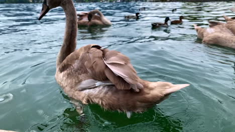 Close-up-footage-of-a-large-brown-swan-shaking-it's-tail-while-floating-in-the-lake-of-Mondsee-Austria