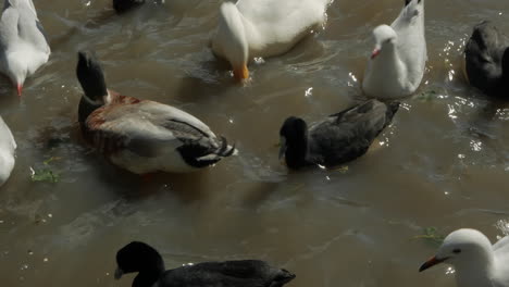 Varias-Aves-Acuáticas-Australianas-Alimentándose-De-Avena-Arrollada-En-Un-Lago