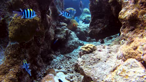 School-of-Indo-Pacific-Sergeant-Swimming-Through-Rock-Formation-to-see-Tomato-Clownfish