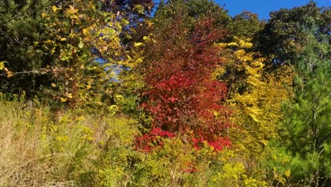 Der-Wind-Weht-Im-Herbst-Sanft-Auf-Die-Bunten-Bäume