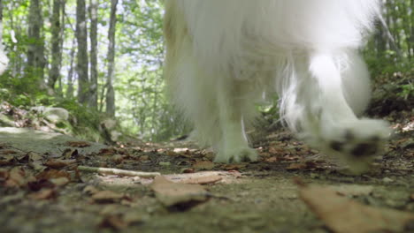 Collie-dog-walks-towards-the-video-camera-on-a-forest-path-in-a-sunny-day,-slow-motion