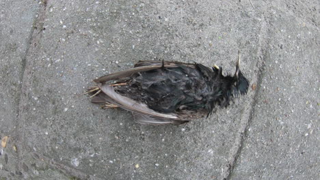 finding-a-dead-starling-clip-2