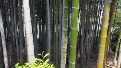Green-Bamboo-forest-in-the-Japanese-Garden-Shukkei-en-in-Hiroshima