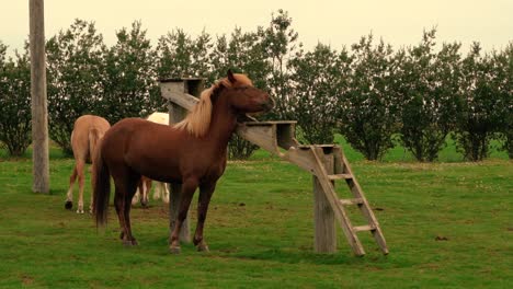 Aufnahmen-Von-Freundlichen-Islandpferden-Auf-Der-Farm