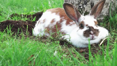 Beautiful-and-cute-white-rabbit-are-lying-down-on-the-ground-and-enjoying-it's-meal-while-surrounded-with-green-grass-and-white-tree-behind-it