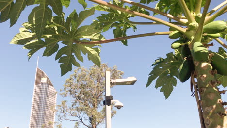 Papaya-tree-with-green-fruit-sways-in-the-breeze-with-building-in-background
