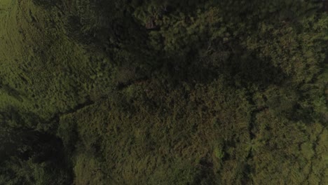 Cinematic-Revealing-drone-shot-of-a-Beautiful-hill-over-trees