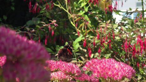 Eine-Nahaufnahme-Eines-Schmetterlings,-Der-Pollen-Von-Einer-Rosa-Blume-In-Einem-Englischen-Garten-Sammelt