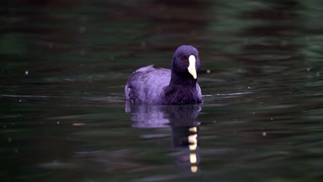 Portrait-shot-of-a-Fulica-Leucoptera-swimming-on-a-lake-towards-camera