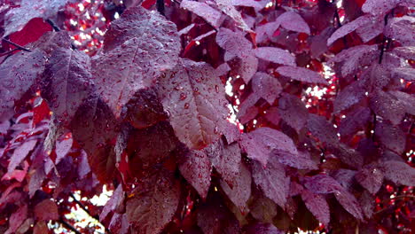 Red-leafs-tree-close-up-with-rain-droplets,-autumn-season