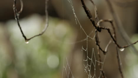 Spinnennetz-An-Einem-Nebligen,-Frostigen-Morgen