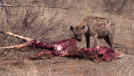 Lone-hyena-feeds-on-bloody-giraffe-carcass-on-South-African-savanna