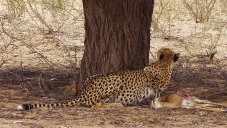 Ein-Gieriger-Gepard,-Der-Sich-In-Der-Kalahari-Wüste-Im-Südlichen-Afrika-Von-Einem-Toten-Springbockkalb-Ernährt-–-Aus-Nächster-Nähe