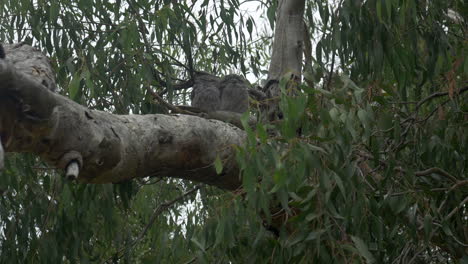 Tawny-Frogmouth-Pair-Roosting-An-A-Gum-Tree,-TILT-UP