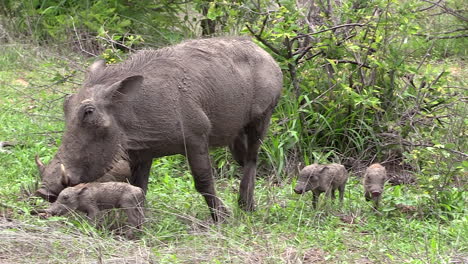 Female-warthog-with-her-newborn-young