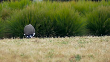 Maskierter-Kiebitzvogel,-Der-Auf-Dem-Gras-Nach-Nahrung-Jagt,-Aus-Nächster-Nähe