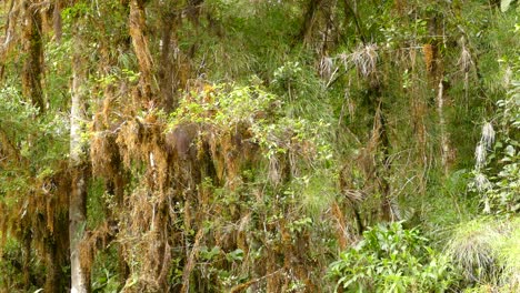 Social-Flycatcher-Bird-Flying-Through-The-Trees-Surrounded-By-Hanging-Moss-In-The-Rainforest-In-Costa-Rica---wide-shot