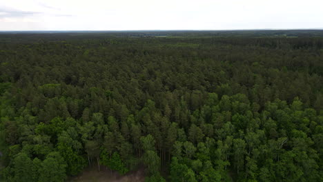 Drone-shot-of-a-green-forest-near-the-lake