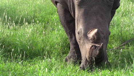 Acérquese-A-Un-Rinoceronte-Blanco-Pastando-En-Una-Exuberante-Hierba-Verde