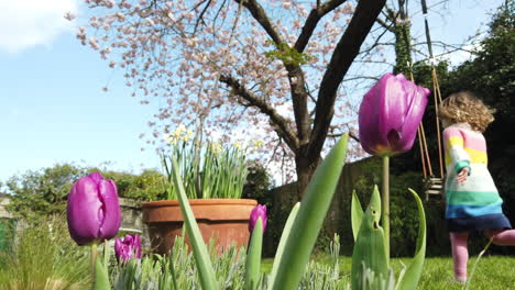 Tulipanes-Que-Crecen-En-Un-Brillante-Día-De-Primavera-En-El-Jardín,-Con-Un-Cerezo-En-Flor-En-El-Fondo-Y-Un-Niño-Corriendo-En-La-Hierba
