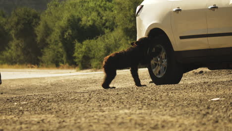 Bear-Cub-on-Cachuma,-California-Road-Interacting-with-Human-Car,-Static