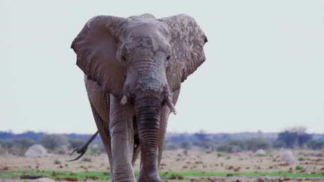 Ein-Elefantenbulle-Schlägt-Mit-Den-Ohren,-Während-Er-In-Nxai-Pan,-Botswana,-Auf-Die-Kamera-Zugeht-–-Nahaufnahme