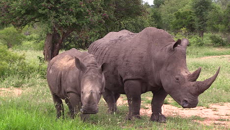 Una-Madre-De-Rinoceronte-Blanco-Y-Su-Cría-Se-Paran-Una-Al-Lado-De-La-Otra-Posando-Perfectamente-Para-La-Cámara,-Timbavati-Sudáfrica
